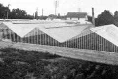 Kinsman Greenhouses - 1905 (located on E. Water St. - 4th Ave. N.E. - by the Cedar River.) This is looking over them towards the NE